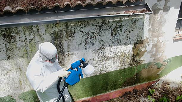 Top rated local Mold Removal specialists in Bonney Lake, WA